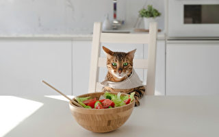 自制猫鲜食超简单‧4道猫咪最爱的零食点心