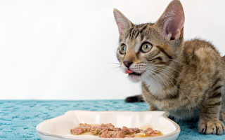 自制猫鲜食 让猫咪食欲大增的7个方法