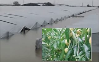 【一線採訪】陝西洪水肆虐 冬棗之鄉受重創