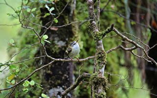 新西蘭最小的鳥在惠靈頓創造歷史