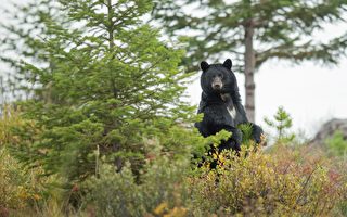 「熊不怕人」 新罕州露營地關閉