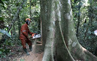 刚果审查伐木权 或冲击中企