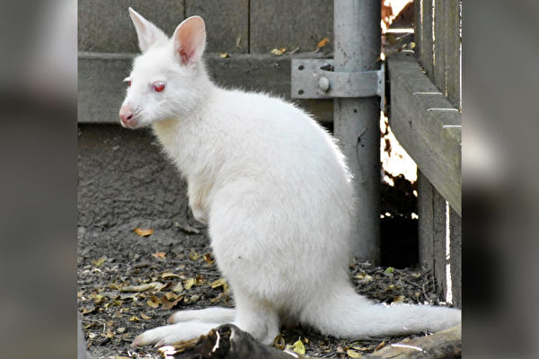 美国动物园迎来白色小袋鼠宝宝 超罕见