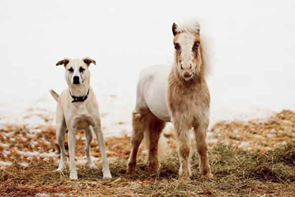 獲救的迷你馬和狗建立了不可思議的聯繫
