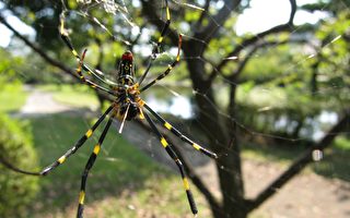 北乔州发现从亚洲进口的巨型蜘蛛