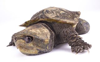 濒临绝种的大头龟 伦敦动物园诞生3只