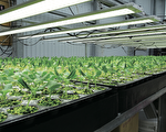 室內栽培水耕植物 如何挑選LED燈補光？