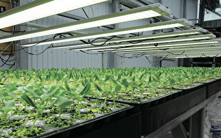 室内栽培水耕植物 如何挑选LED灯补光？