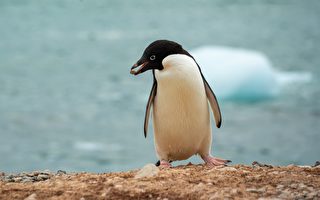 离家3000公里 南极企鹅罕见现身纽西兰