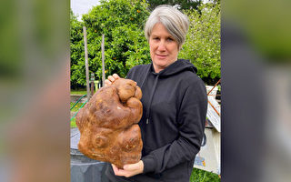 新西兰夫妇挖出17磅重土豆 或破世界纪录