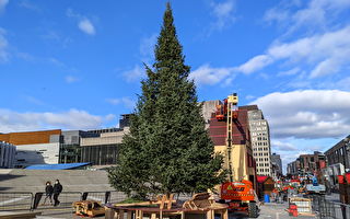 聖誕樹種植商：今年聖誕樹供不應求