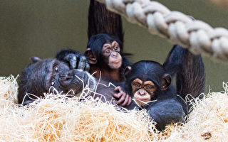 溫馨視頻：黑猩猩寶寶被它姨媽收養