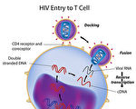 全球第二例 人体免疫系统战胜艾滋病毒