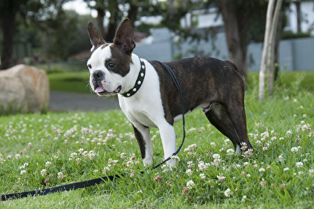 Boston,Terrier,Standing,Watching,What,Is,Going,On,公寓犬