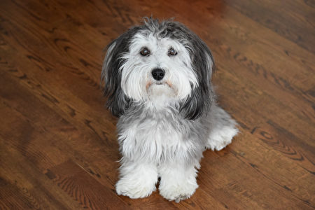 Black,And,Silver,Havanese,Dog,Sitting,Properly,In,A,Warm,公寓犬