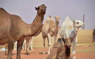 沙国年度骆驼选美大赛 逾40只因整形被淘汰