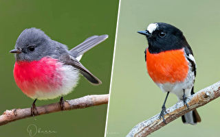 组图：澳洲色彩缤纷的知更鸟 展现异国情调