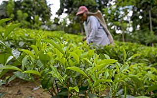 斯里兰卡陷财务危机 用“茶叶”偿石油债