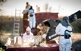 组图：丹麦爆发H5N1禽流感 扑杀逾9万只火鸡