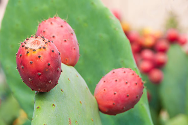 仙人掌果实的高抗氧化活性，能促进细胞修复与更新。(Shutterstock)