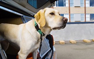 美国警犬可嗅出新冠病毒 被派到学校出任务