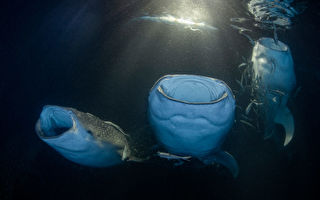 摄影师捕捉到20头鲸鲨水下捕食的罕见画面