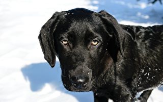 撑过野火与酷寒 失踪数月小狗在雪地被寻获