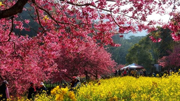 【視頻】台灣最早滿開櫻花秘徑--南投水里