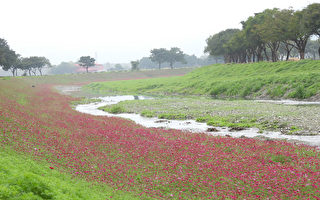黃澄紫紅交織 花東縱谷綻放油菜花、波斯菊