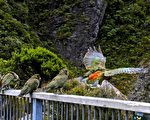 去年尼尔森湖区1只Kea鹦鹉长成 本季出雏6只
