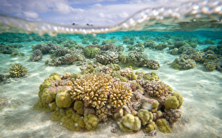 大溪地海岸现原始珊瑚礁 面积堪称世界之最