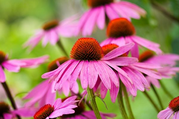 9种草药可保护免疫系统。图为紫锥菊。（Shutterstock）