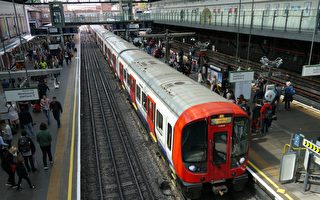 天鹅静坐铁轨上 伦敦地铁多班次延误或取消