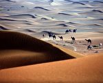 駱駝在雪地奔跑！ 阿拉伯沙漠變銀白世界畫面曝光