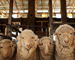 新州急需剪羊毛工  高手年薪可高達近30萬