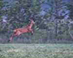 印度野鹿跳高飛越 網友瞠目結舌：根本鹿界喬丹