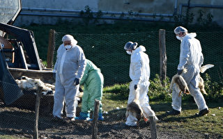 组图：法国禽流感蔓延 已扑杀逾250万只家禽