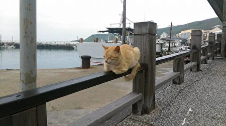 虎井嶼又被稱作「貓島」，村落內有許多貓咪。