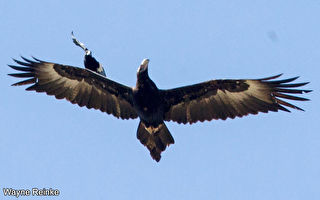 罕見奇觀 喜鵲站在楔尾鷹翅膀上「衝浪」