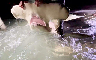 13英尺長的罕見錘頭鯊被捕獲後 安全釋放