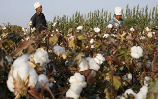 世界银行被曝间接资助新疆“强迫劳动”