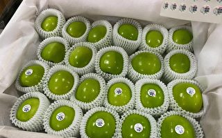 台灣水果拓展歐洲市場 高雄蜜棗外銷法國