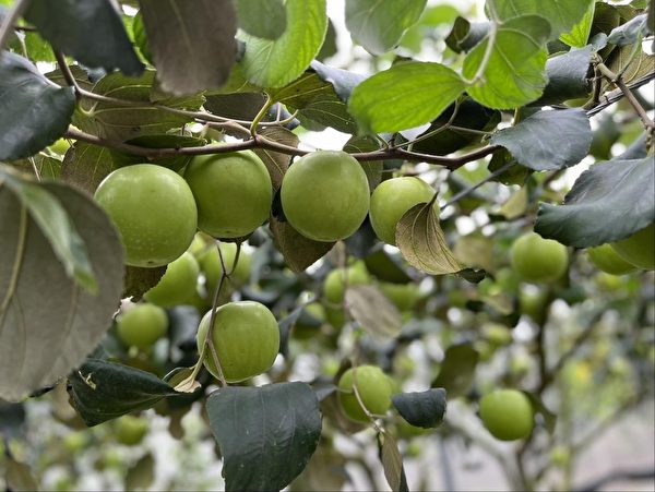 台湾水果拓展欧洲市场 高雄蜜枣外销法国