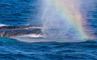 加州海岸座头鲸喷出“彩虹”问候游客