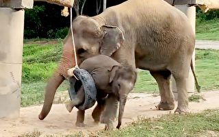幼崽被轮胎玩具卡住之后 大象妈妈搞笑反应
