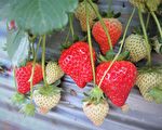 草莓營養價值高 但有這些症狀的人不可多吃