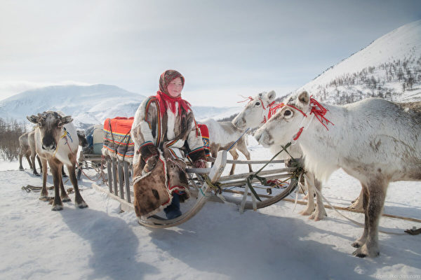 组图：西伯利亚原住民涅涅茨人的游牧之旅
