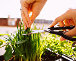 在家種植細香蔥盆栽 7點播種技術簡單易學