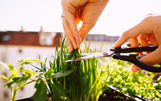 在家種植細香蔥盆栽 7點播種技術簡單易學