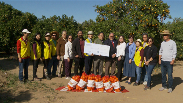 南加華人「慈善」橙園採摘 榮獲褒獎捐助